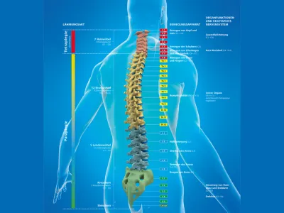 Darstellung Wirbelsäulenverletzung 