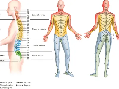 darstellung-wirbelsaeule