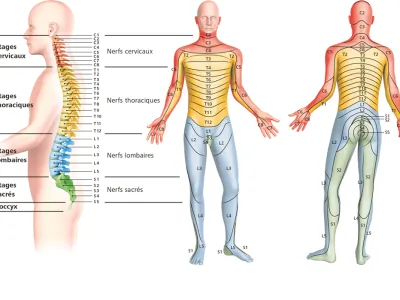 darstellung-wirbelsaeule