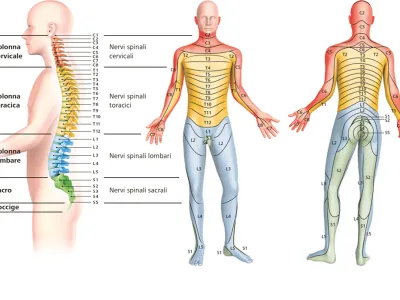 darstellung-wirbelsaeule