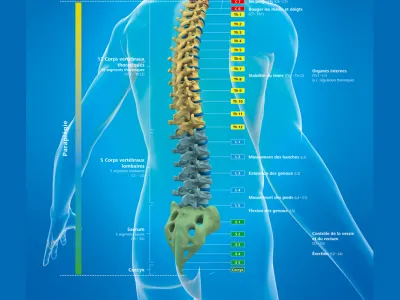 laehmungshoehe-paraplegie_fr