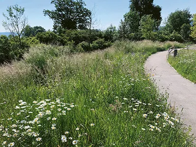 Wiese vor dem SPZ