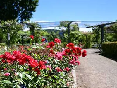 Rosengarten