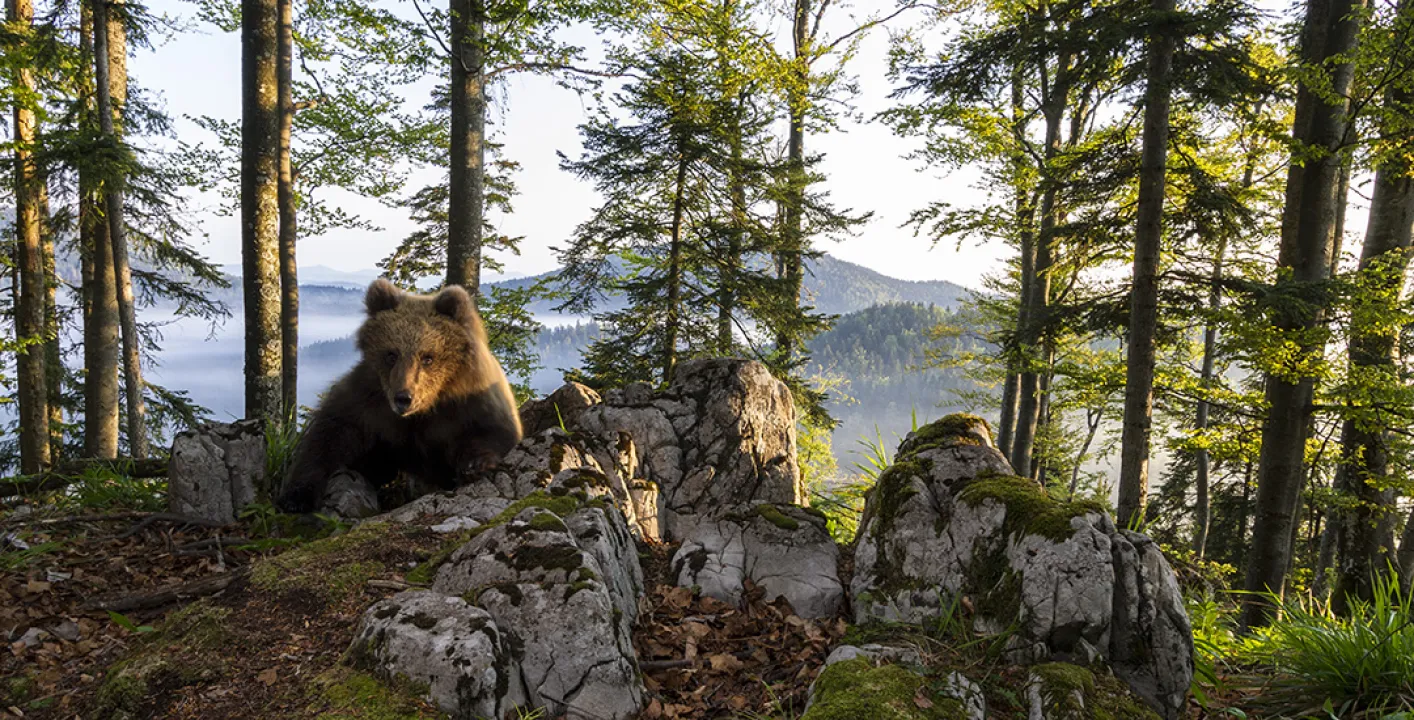 Wilder Bär im Wald
