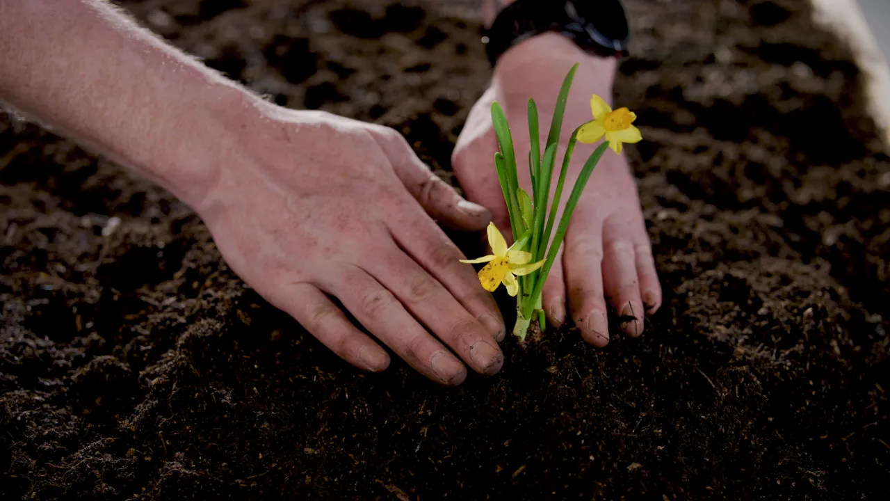 Hand pflanzt Blume in Erde