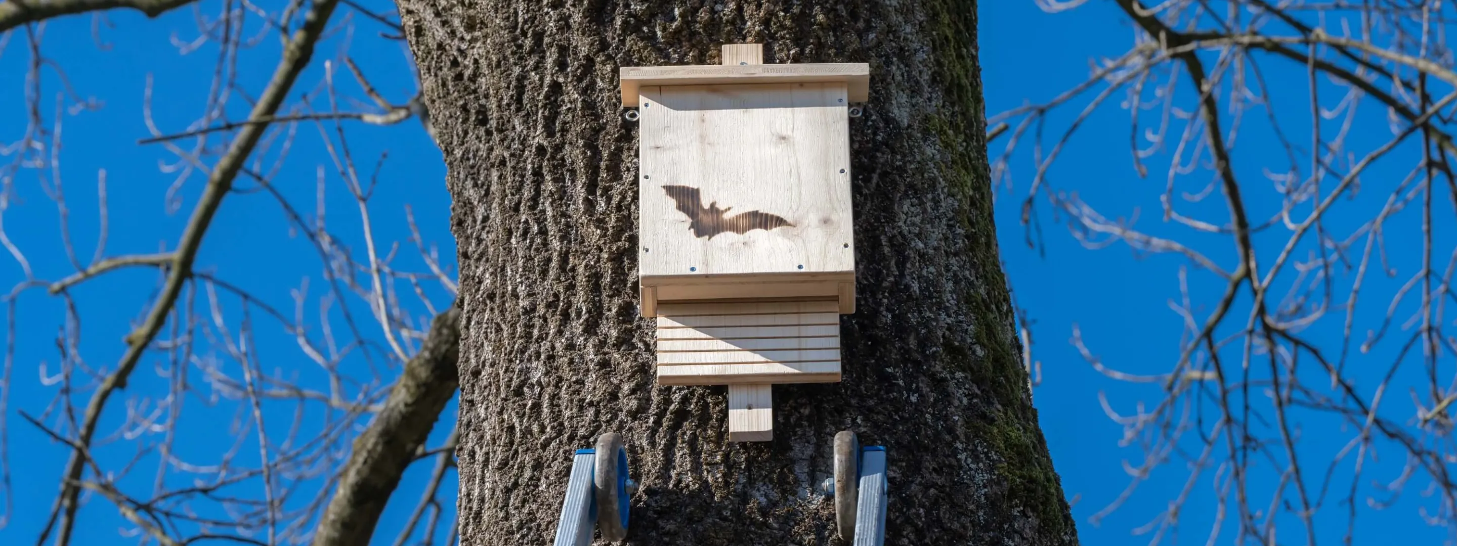 Fledermausnistkasten am Baum hängend.