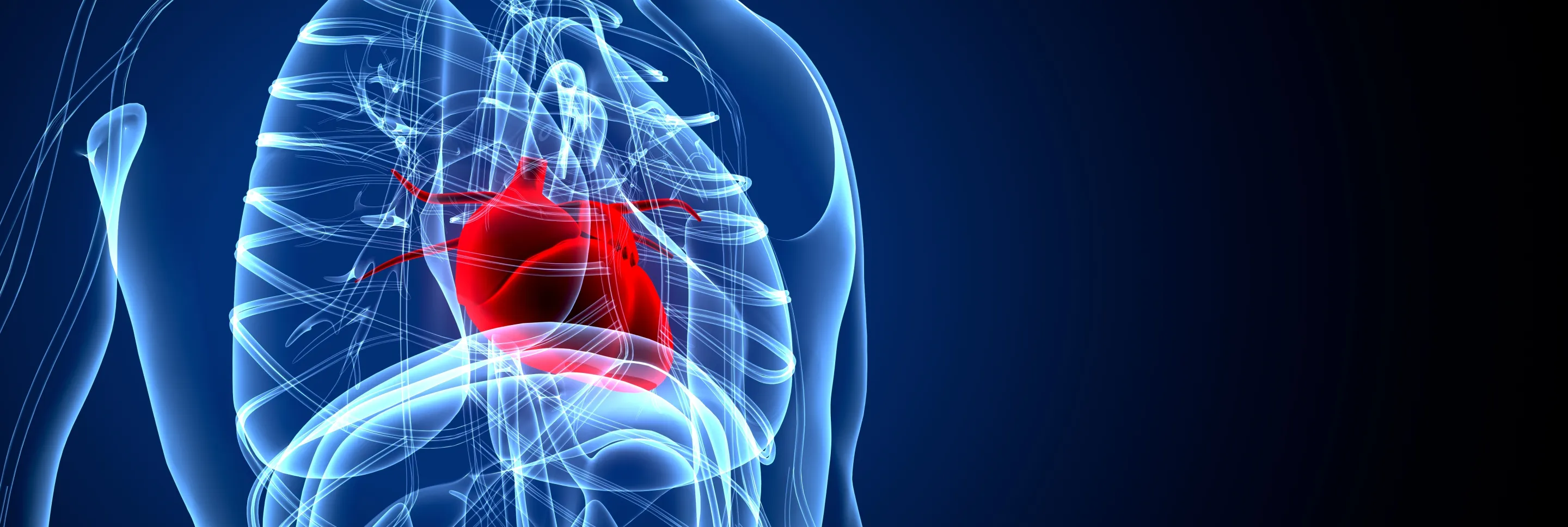 Kardiologie Header