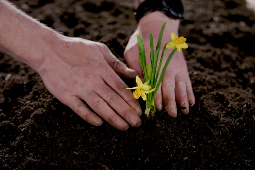 Hand pflanzt Blume in Erde