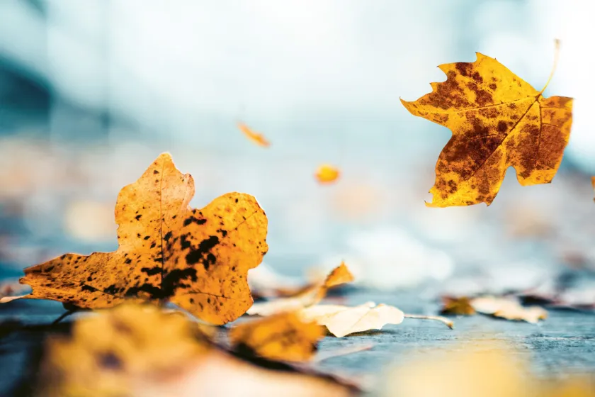 Verwelkte Blätter, die am Boden liegen