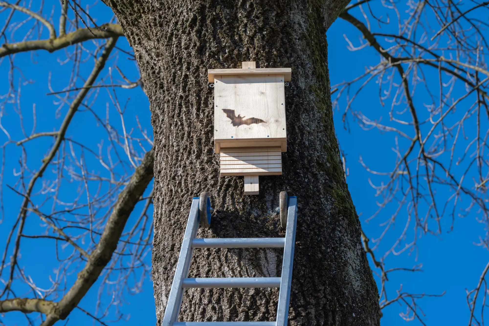 Fledermausnistkasten am Baum hängend.