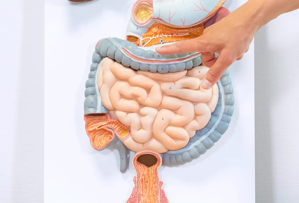 Orthotec Kontinenzhandel Darmmanagement - Bild der Organe im Körper