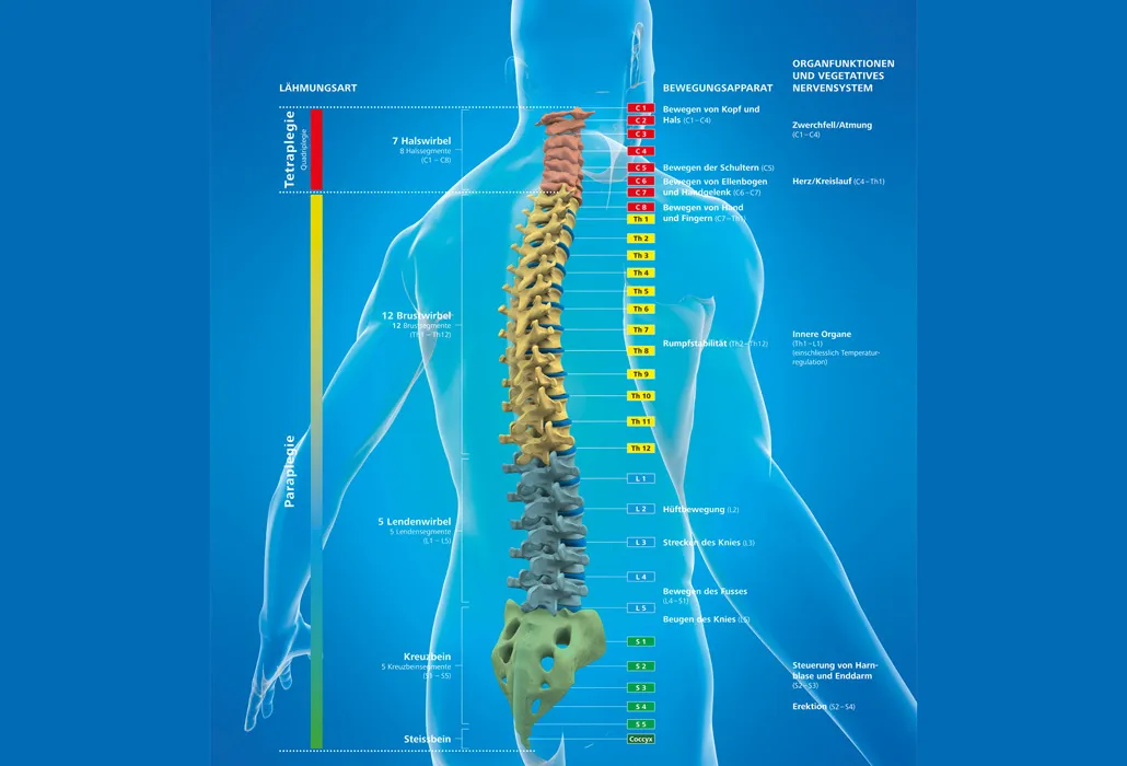 Grafische Darstellung der menschlichen Wirbelsäule mit den einzelnen Wirbeln, um zu erklären, wie die einzelnen Wirbel heissen und wo es sich um eine Paraplegie oder Tetraplegie handelt. 