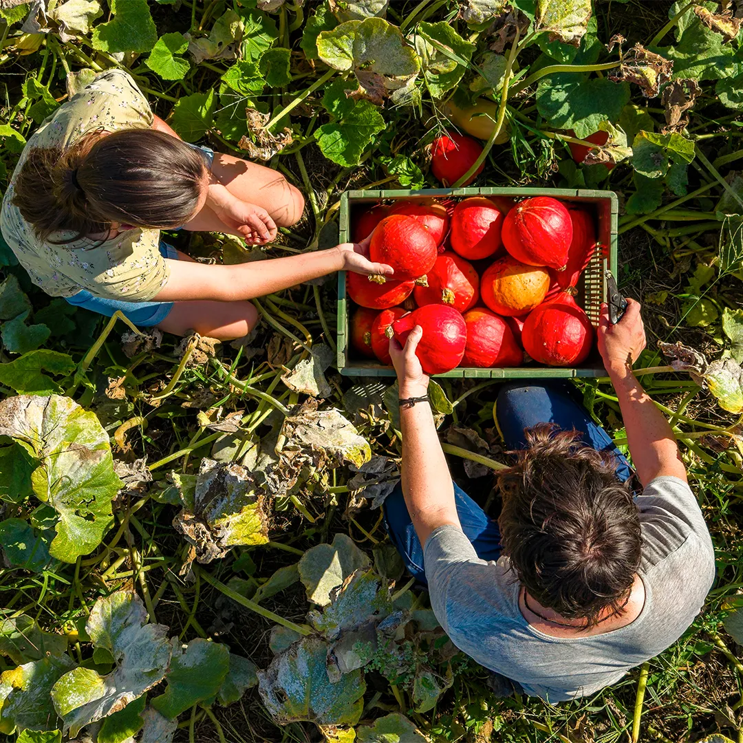 Two people harvesting fresh pumkins growing in a vegetable garden.